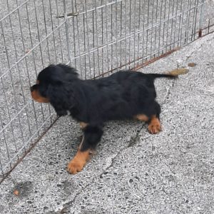 New Cavalier King Charles Spaniels Puppies for sale