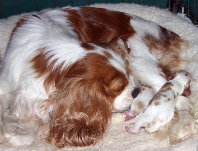 Cavalier Charles Spaniel puppies with mother.