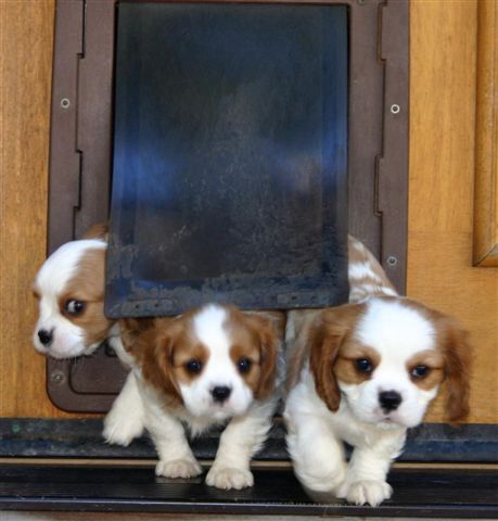 Cavalier King Charles Puppies for sale in southern Oregon and Northern California