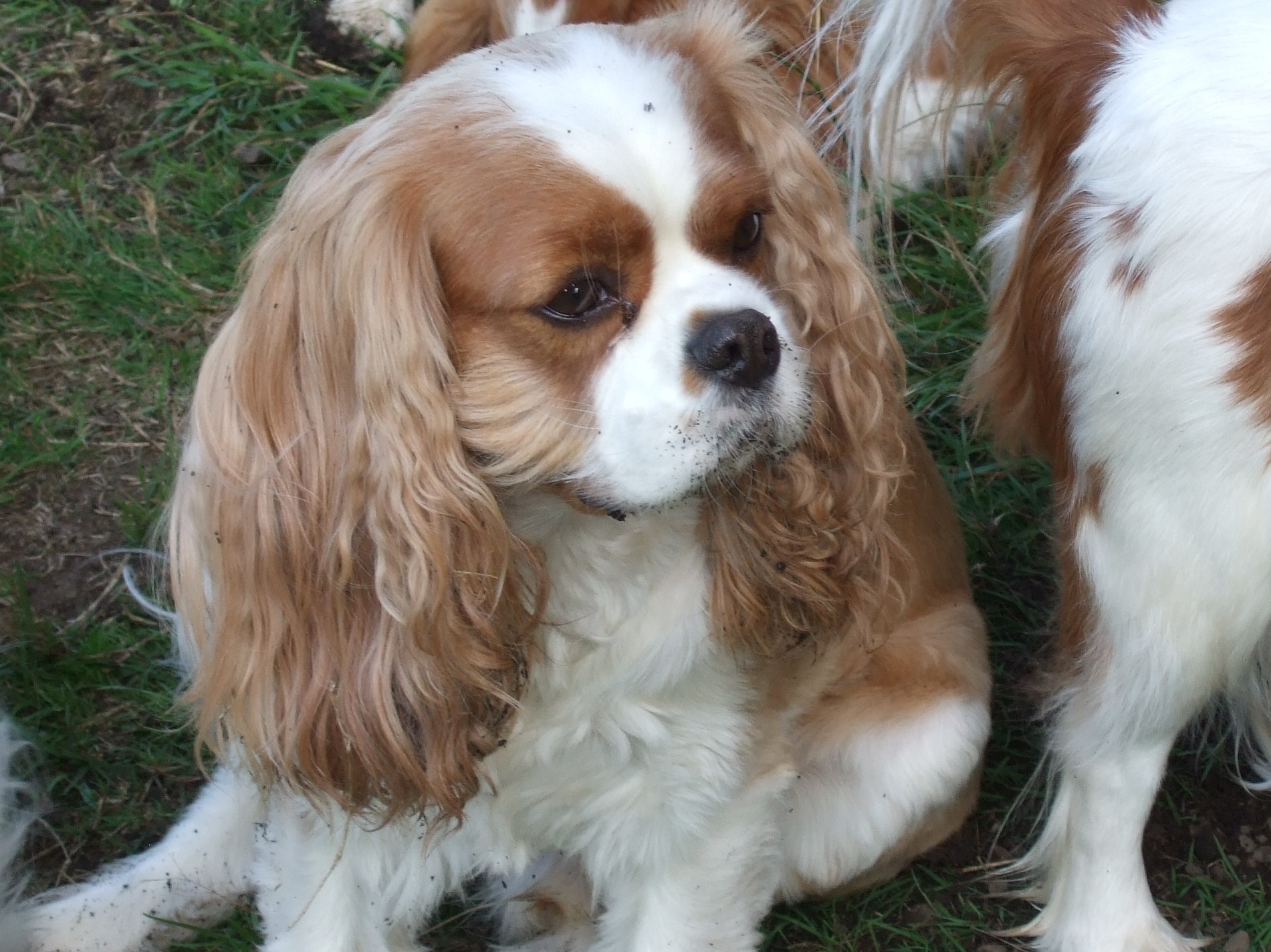 cavalier king charles spaniel rehoming