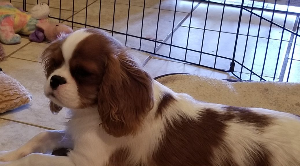 Available puppy: cavalier king Charles spaniels.