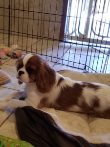 Available puppy: cavalier king Charles spaniels.